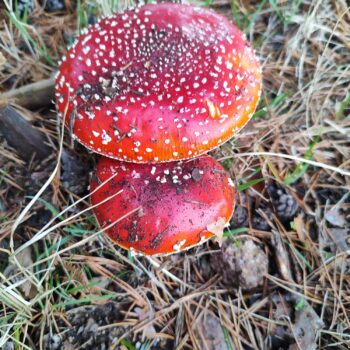 Jarandilla acoge la formación de Evoluciona EmVerde sobre micología sostenible y gastronomía rural